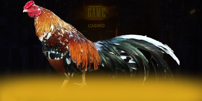 Vb777 - Sảnh game hấp dẫn được cộng đồng game thủ yêu thích – Săn quà và khuyến mãi hot từ Vb777 Vb777 - Sảnh game hấp dẫn được cộng đồng game thủ yêu thích – Săn quà và khuyến mãi hot từ Vb777