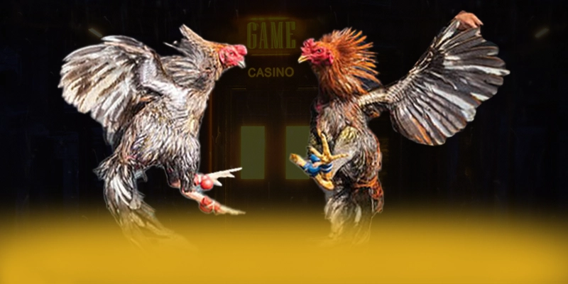 Tìm hiểu KUWIN - Trang game đáng chơi nhất trên thị trường
Tìm hiểu KUWIN - Trang game đáng chơi nhất trên thị trường