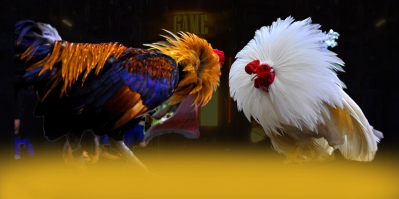 
Cập nhật thông tin về DAGA88 - Sân chơi được tin dùng được giới cược thủ tin tưởng
