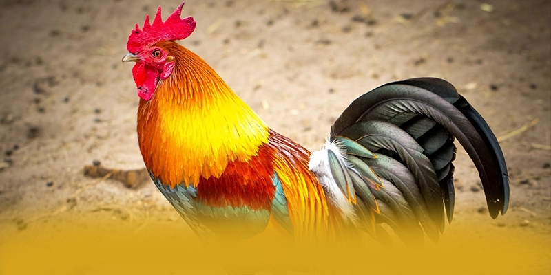 GO8 – Thương hiệu được đánh giá cao, khẳng định vị thế hàng đầu tại Việt Nam.