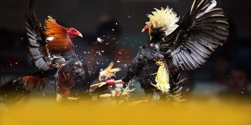 SUNWIN - Đánh giá tổng thể một cách chi tiết.