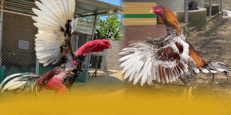 Khám phá ngay W88 - Cổng giải trí có thưởng lớn số 1 Việt Nam
Khám phá ngay W88 - Cổng giải trí có thưởng lớn số 1 Việt Nam