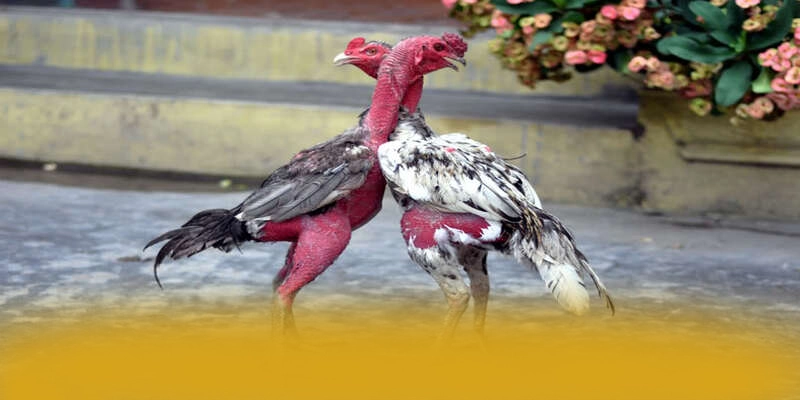 GO8 - Tổng quan về thương hiệu một cách chi tiết.