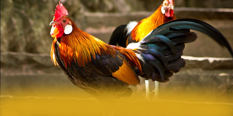 88VV – Cổng game an toàn tuyệt đối, được cộng đồng đánh giá tích cực. 88VV – Cổng game an toàn tuyệt đối, được cộng đồng đánh giá tích cực.